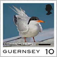 Stamp, Common Tern, Guernsey,  , Animals (Fauna), Birds