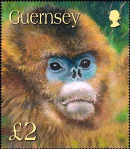 Stamp, Golden Snub-nosed Monkey (Rhinopithecus roxellana), Guernsey,  