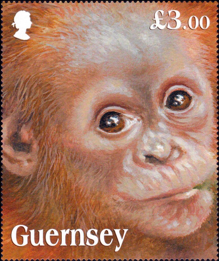 Sumatran Orangutan (Pongo abelii)