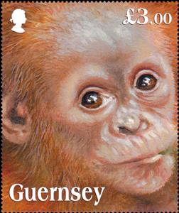 Stamp, Sumatran Orangutan (Pongo abelii), Guernsey,  