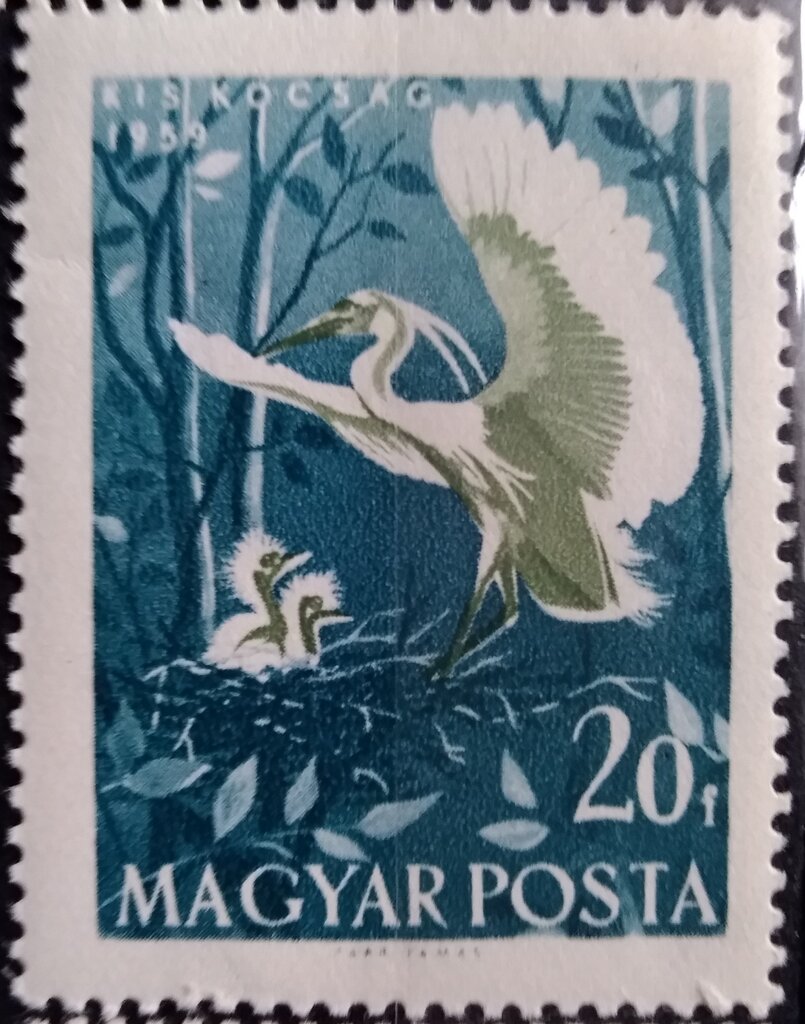Little Egret (Egretta garzetta)