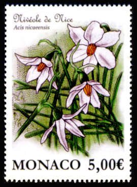 French Snowflake (Acis nicaeensis)