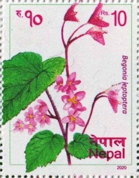 Begonia leptoptera