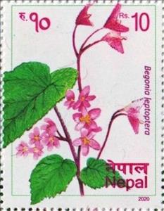Stamp, Begonia leptoptera, Nepal,  , Plants (Flora)