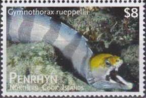 Banded Moray (Gymnothorax rueppellii)