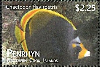 Black Butterflyfish (Chaetodon flavirostris)