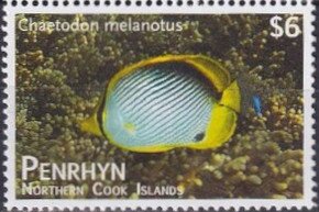 Blackback Butterflyfish (Chaetodon melannotus)