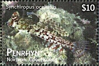 Ocellated Dragonet (Synchiropus ocellatus)