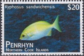 Pacific Chub (Kyphosus sandwicensis)