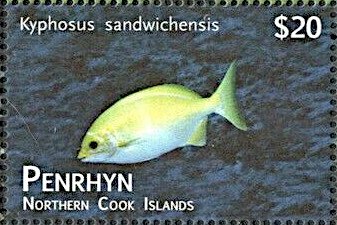 Pacific Chub (Kyphosus sandwicensis)