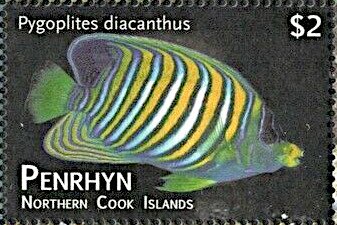 Regal Angelfish (Pygoplites diacanthus)
