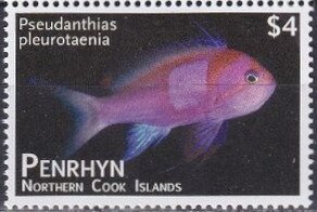 Sunset Anthias (Pseudanthias parvirostris)