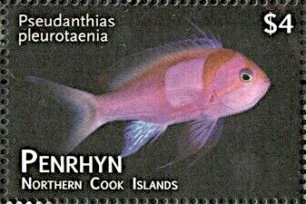 Sunset Anthias (Pseudanthias parvirostris)