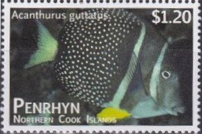 Whitespotted Surgeonfish (Acanthurus guttatus)