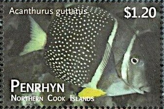 Whitespotted Surgeonfish (Acanthurus guttatus)