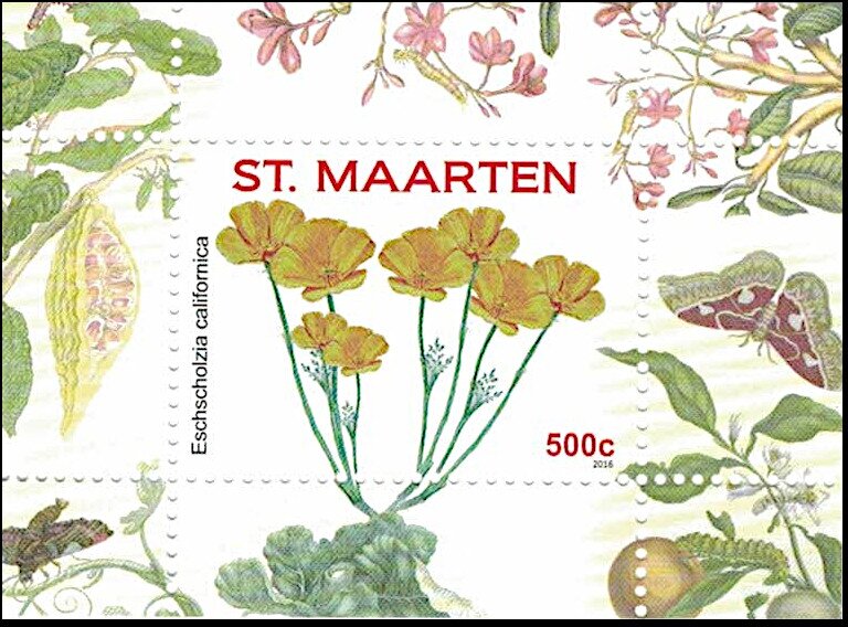 California Poppy (Eschscholzia californica)