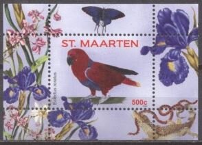 Eclectus Parrot (Eclectus roratus)
