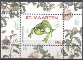 Glass Frog (Cochranella truebae)