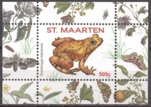 Seep Frog (Occidozyga baluensis)