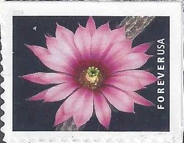 Dahlia Hedgehog Cactus (Echinocereus poselgeri)