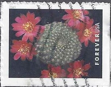 Rebutia minuscula