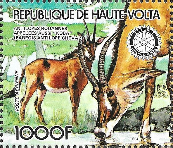 Western Roan Antelope (Hippotragus equinus koba)