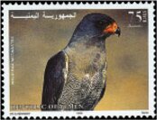 Dark chanting goshawk (Melierax metabates)