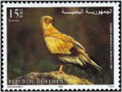 Egyptian vulture (Neophron percnopterus)