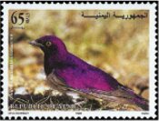 Violet-backed starling (Cinnyricinclus leucogaster)