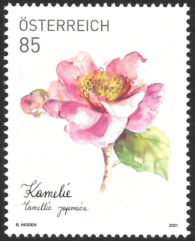 Camellia (Camellia japonensis)