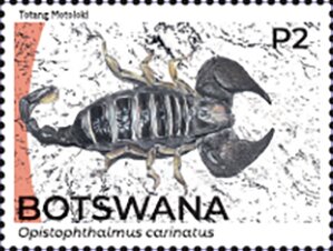 Stamp, African Yellow Leg Scorpion (Opistophthalmus carinatus), Botswana,  , Animals (Fauna), Scorpions