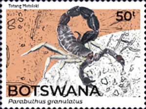 Granulated Thick-Tailed Scorpion (Parabuthus granulatus)