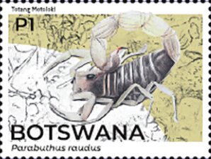 Stamp, Kalahari Thick-Tailed Scorpion (Parabuthus raudus), Botswana,  , Animals (Fauna), Scorpions
