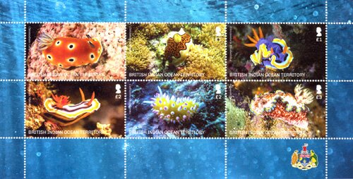 Sea Slugs