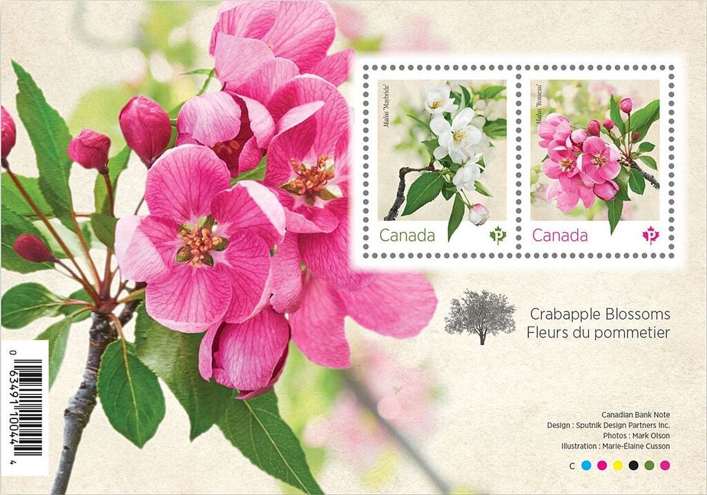 Crabapple Blossoms