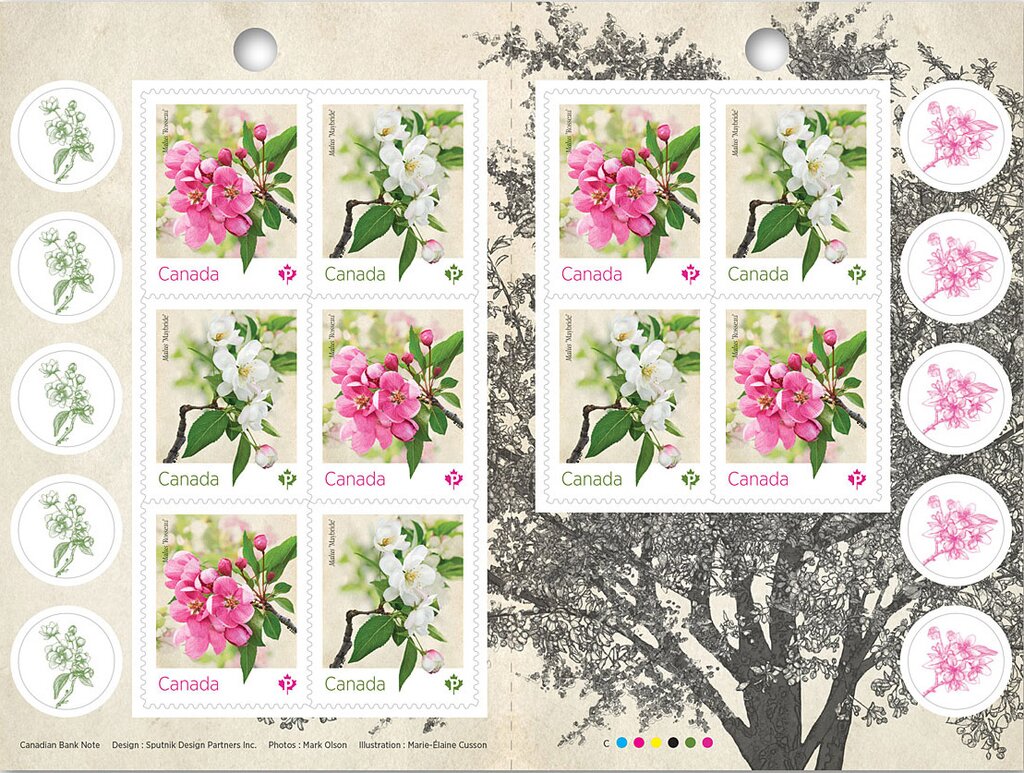 Crabapple Blossoms (Malus sp)