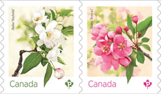 Crabapple Blossoms (Malus sp)