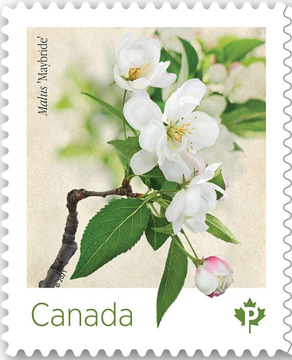 Malus "Maybride"