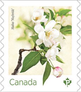 Malus "Maybride"