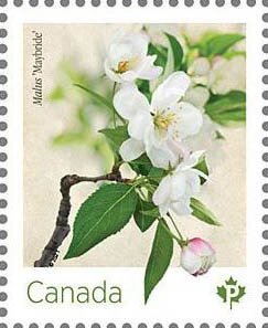 Malus "Maybride"