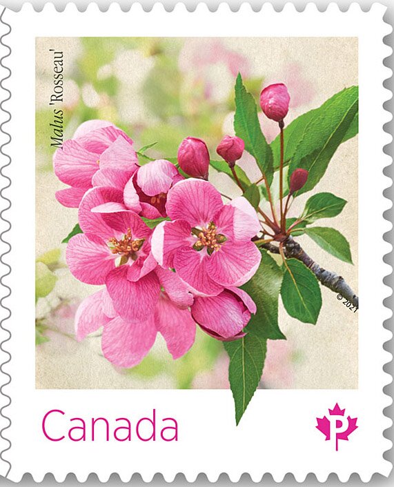 Malus "Rosseau"