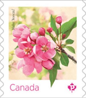 Malus "Rosseau"