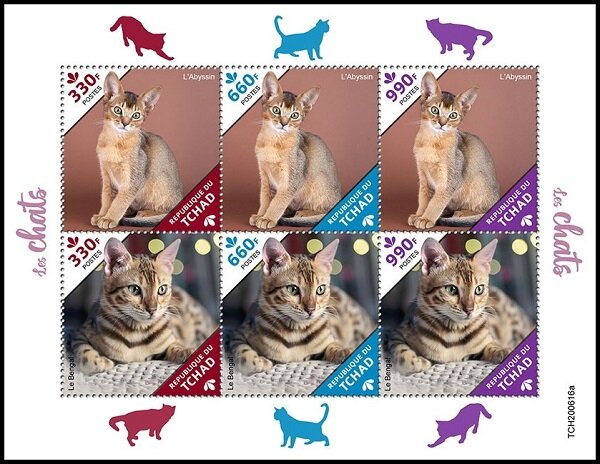 The Abyssinian/The Bengal