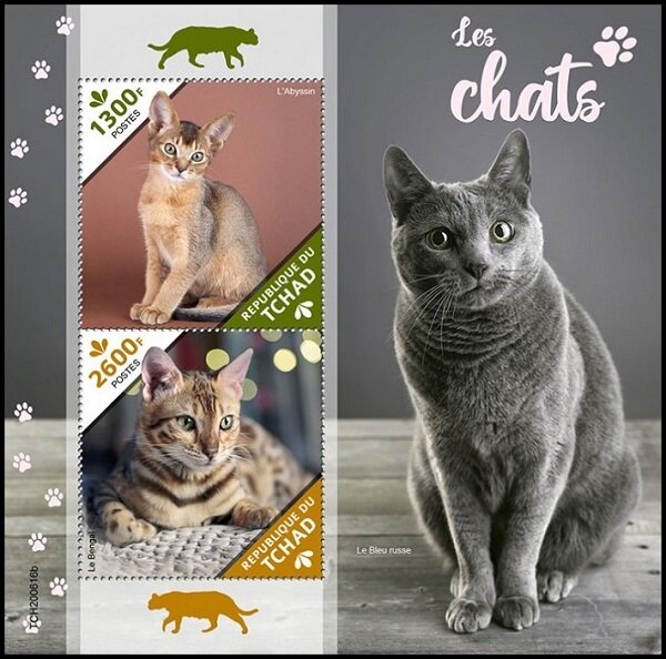 The Abyssinian/The Bengal