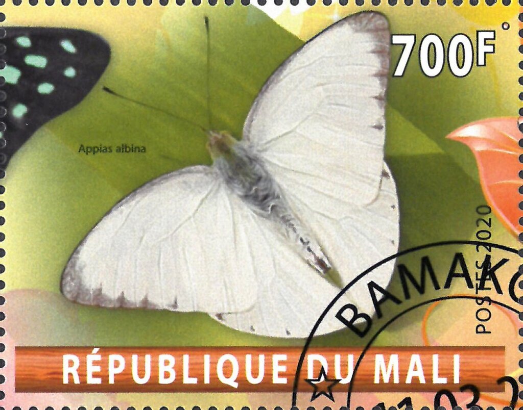 Appias albina