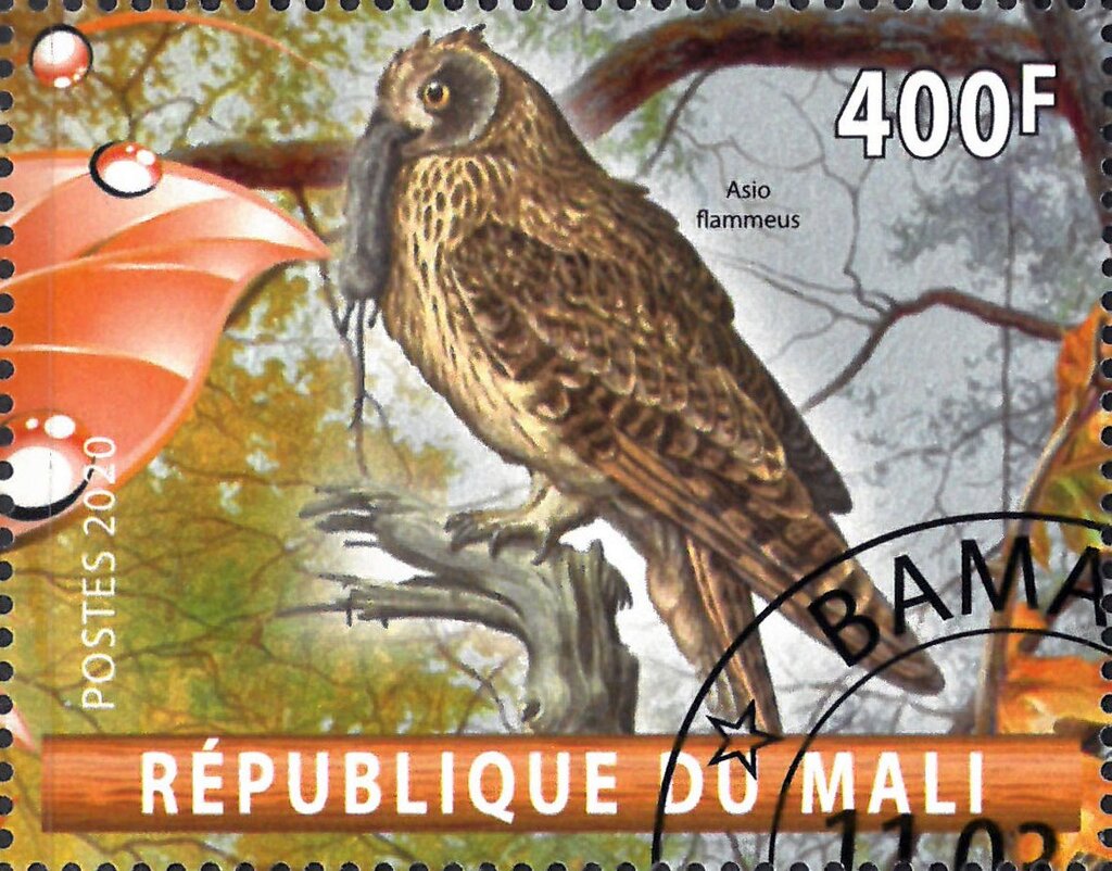Asio flammeus