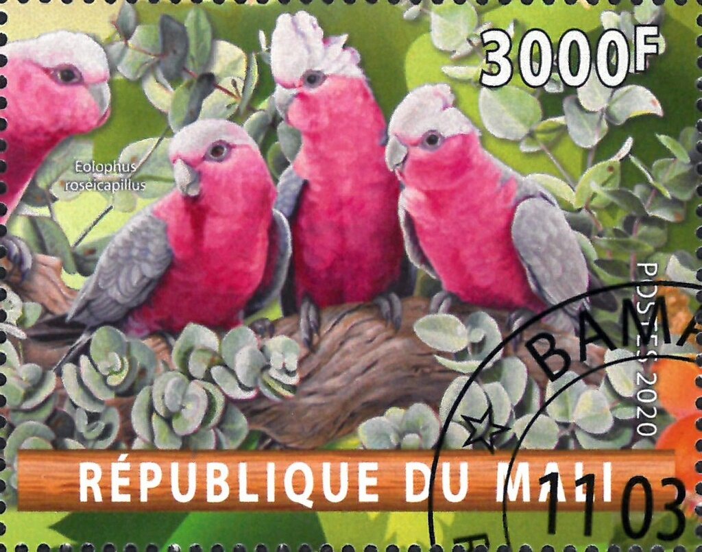 Eolophus roseicapillus