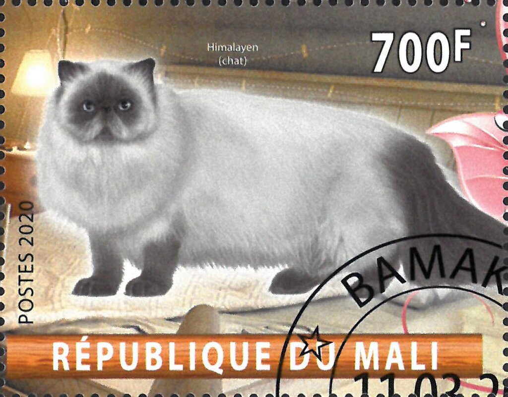 Himalayen (chat)