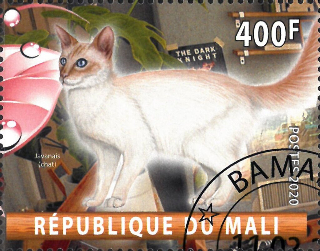 Javanais (chat)