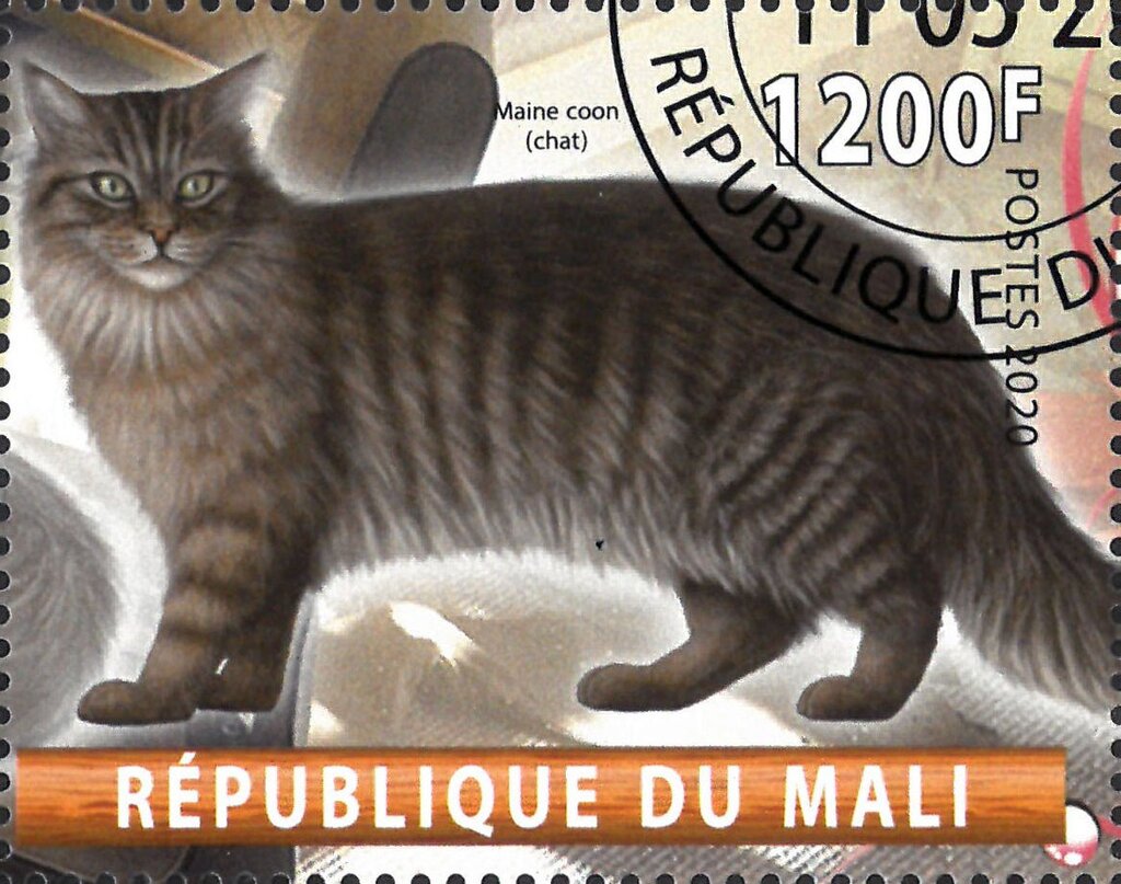 Maine coon (chat)